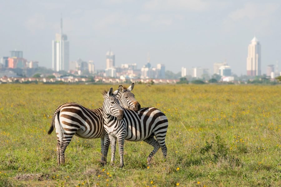 Nairobi National Park Day Tour – Half Day Trip