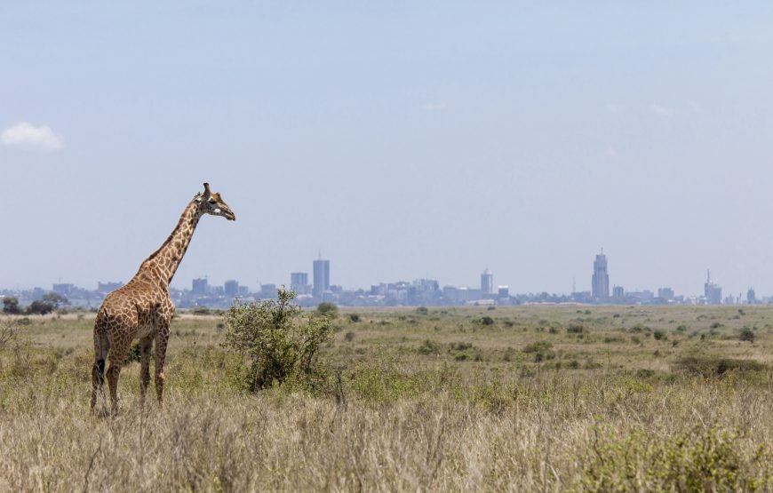 Nairobi National Park, Elephant Orphanage & Giraffe Centre Tour