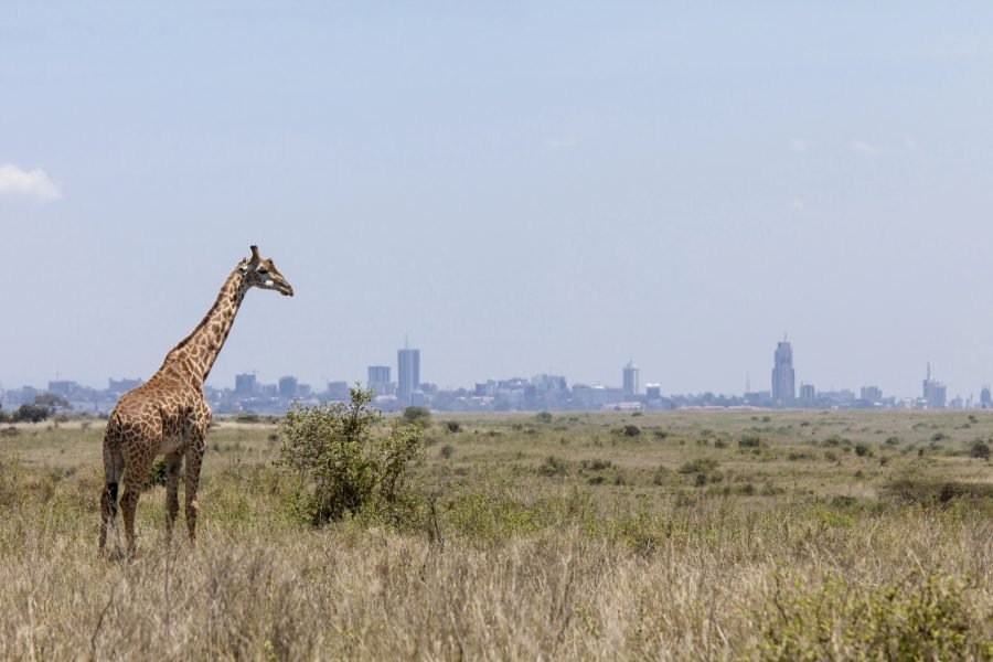 Nairobi National Park, Elephant Orphanage & Giraffe Centre Tour