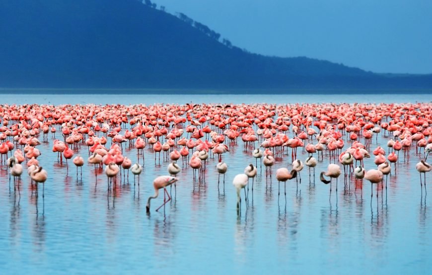 Lake Manyara National Park Day Trip