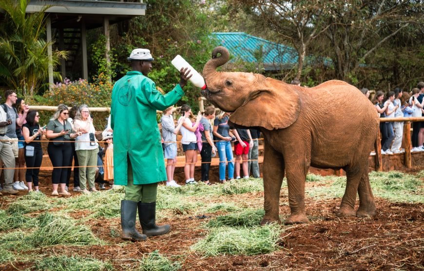 Nairobi National Park, Elephant Orphanage & Giraffe Centre Tour
