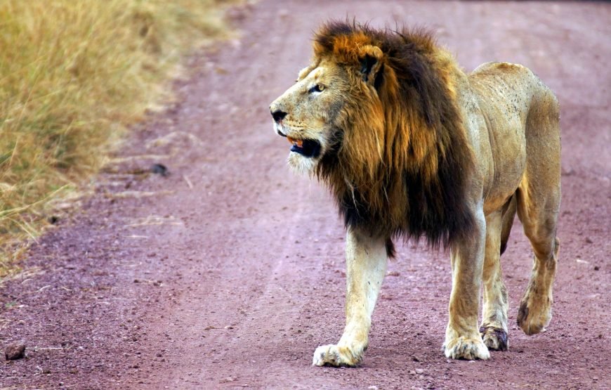 Nairobi National Park, Elephant Orphanage & Giraffe Centre Tour