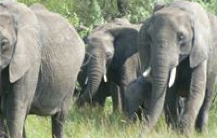 4 Days / 3 Nights Lake Nakuru & Maasai Mara Safari from Nairobi