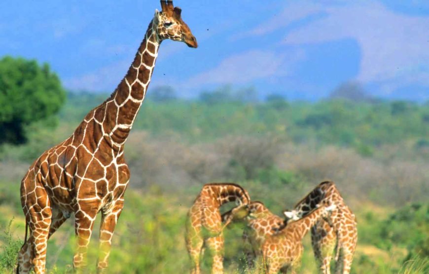 3 Days / 2 Nights Meru National Park Safari