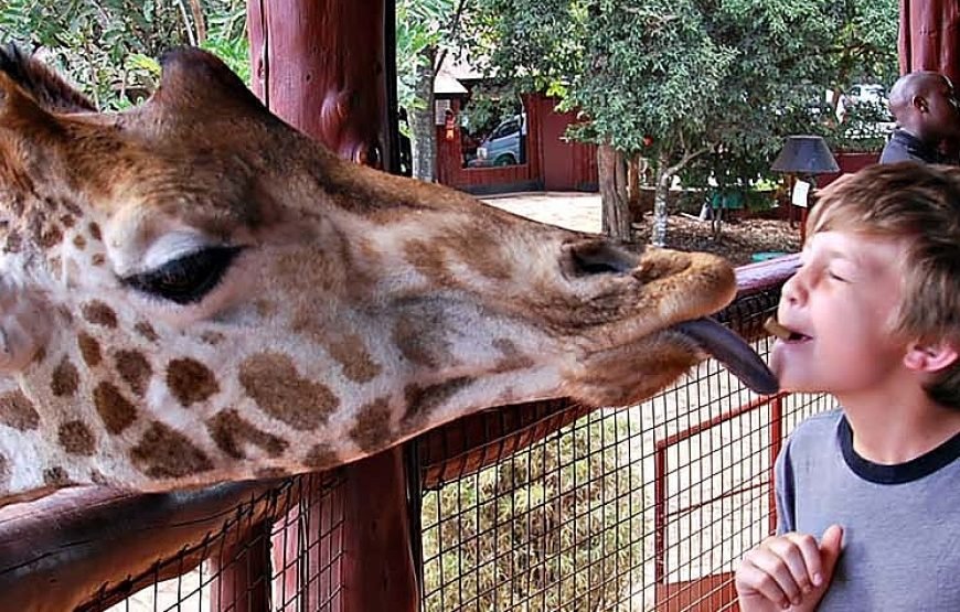 Giraffe Centre and Elephant Orphanage Tour – Half Day