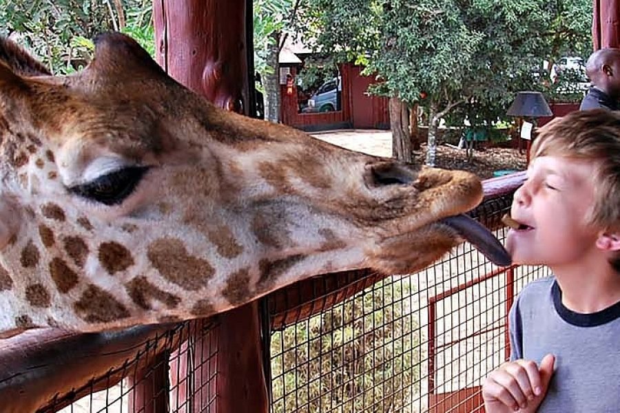 Giraffe Centre Tour in Nairobi – Half Day Tour