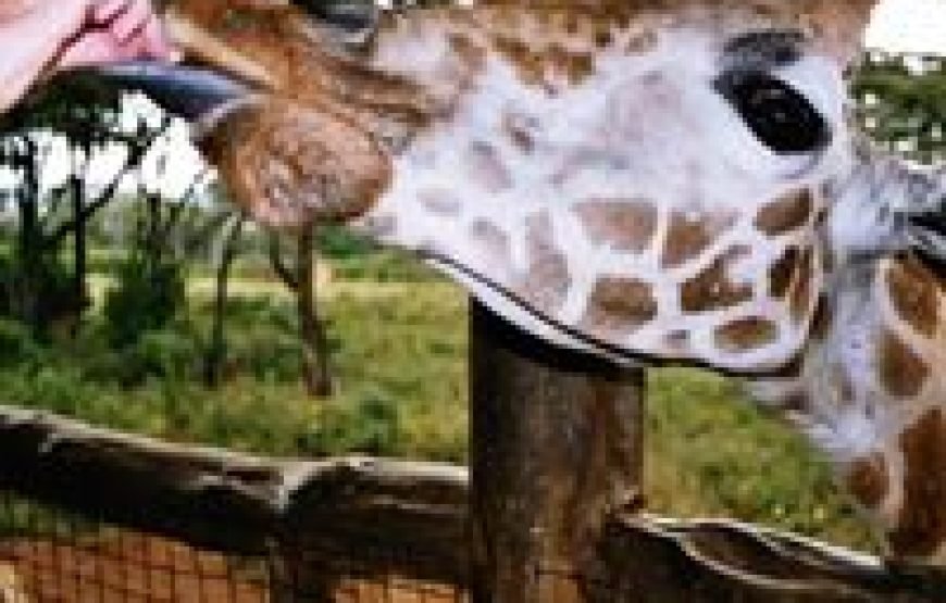 Giraffe Centre Tour in Nairobi – Half Day Tour