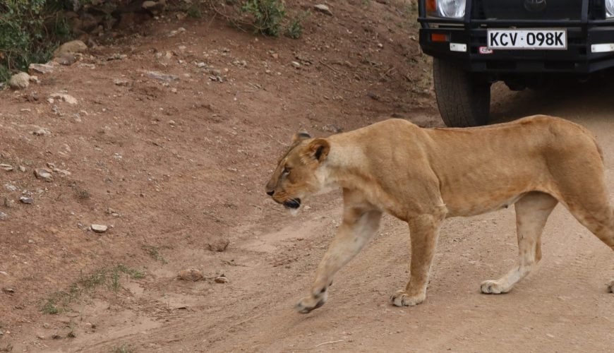 Safari vehicle observing rhinos and zebras in Nairobi National Park with city skyline visible