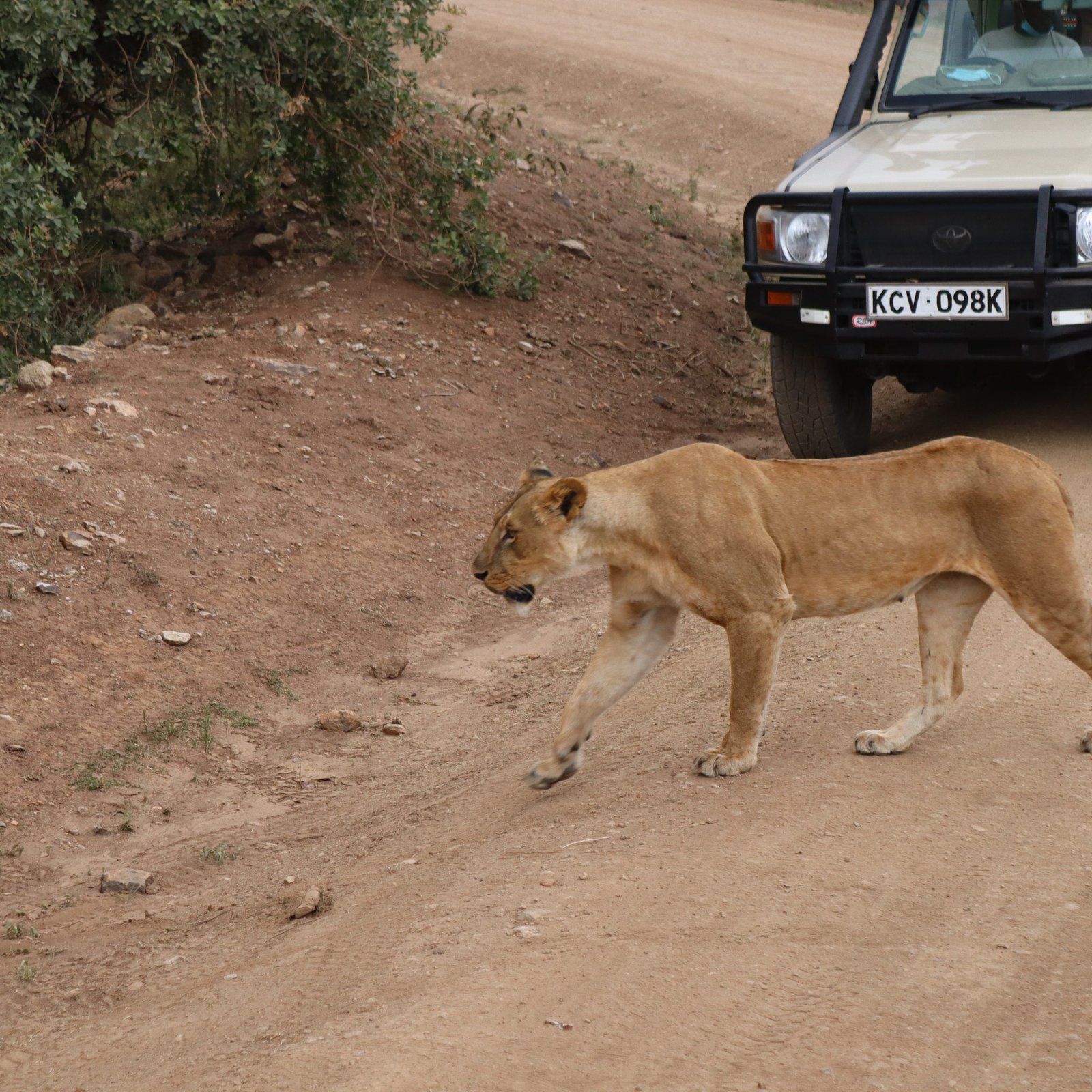 Safari vehicle observing rhinos and zebras in Nairobi National Park with city skyline visible