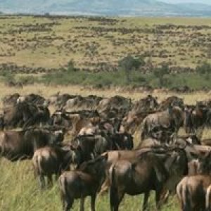 Wildebeests Migration in Maasai Mara