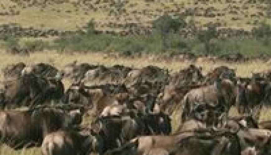 Wildebeests Migration in Maasai Mara