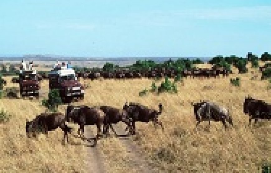 4 Days / 3 Nights Lake Nakuru & Maasai Mara Safari from Nairobi