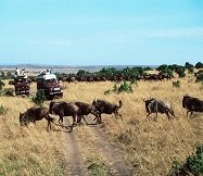 Day 6: Wildebeest Migration in Masai Mara