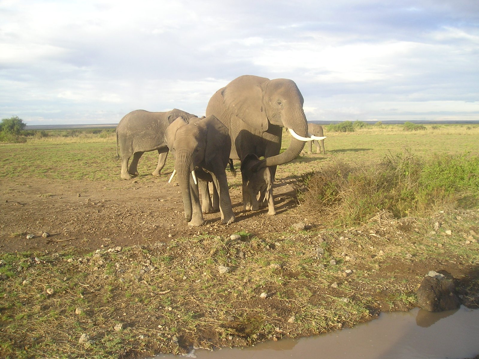 Day 2: Nairobi to Amboseli National Park