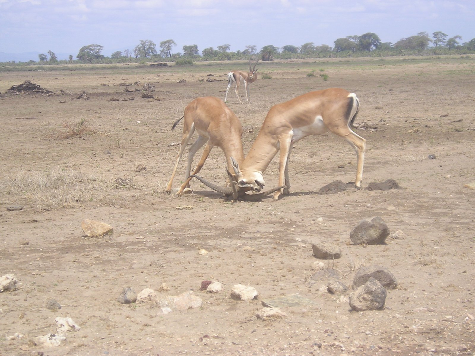 Day 8: Return to Nairobi and Departure
