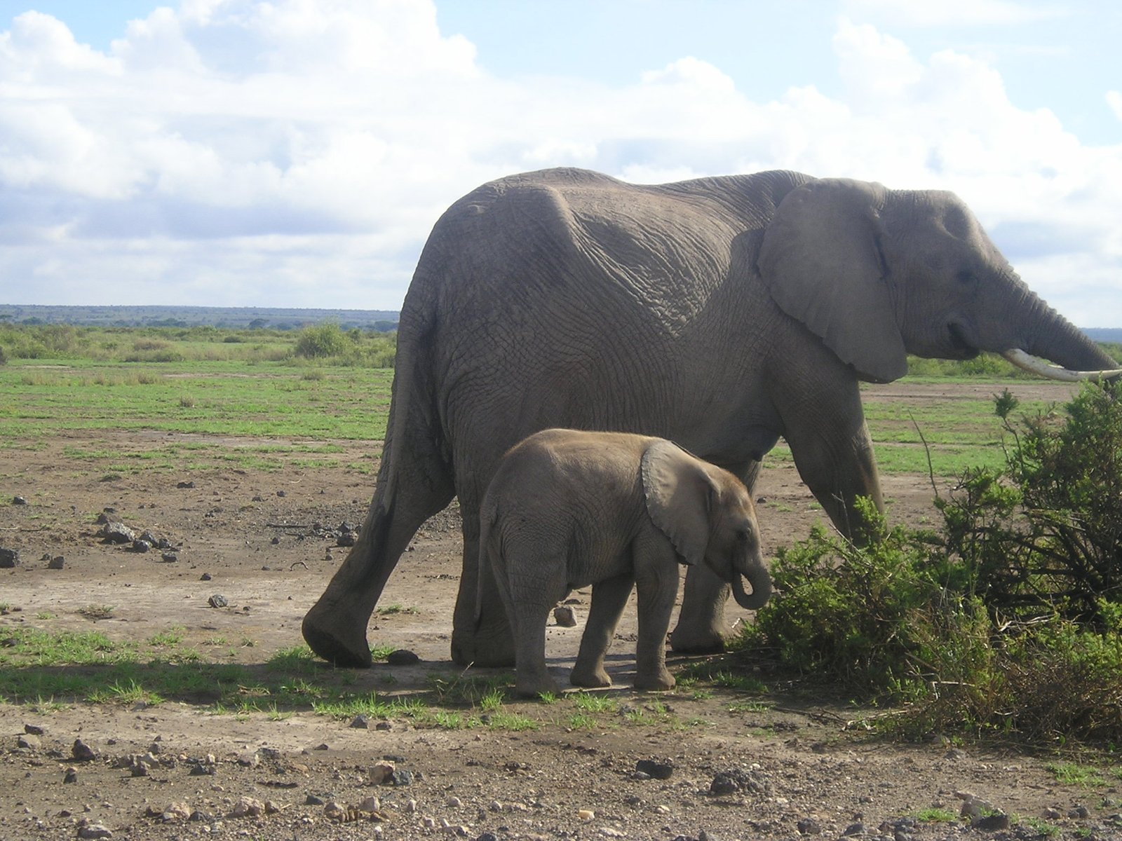 Days 3-5: Veterinary Charity Work in Nyeri