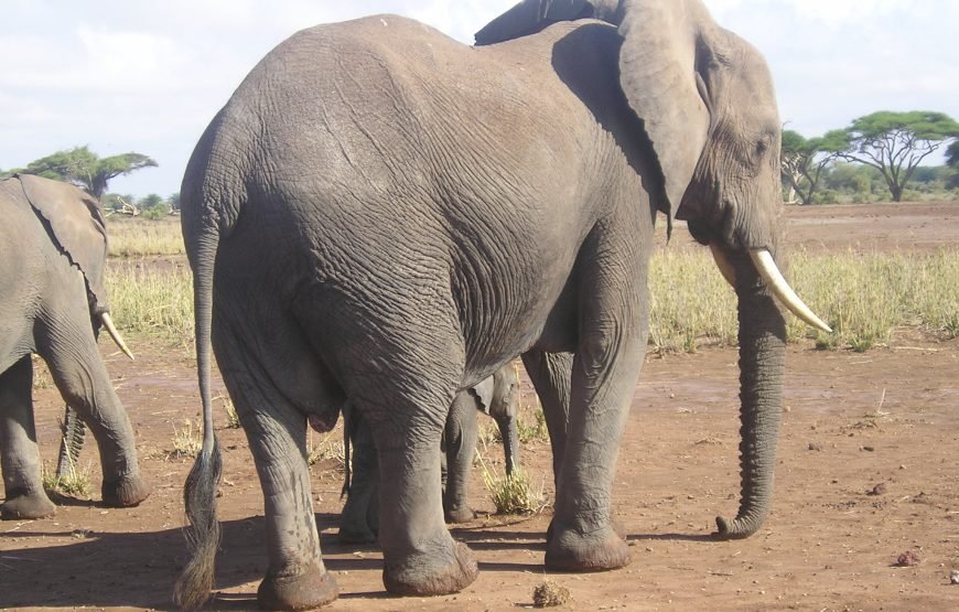 11 Days / 10 Nights Kenya Wildlife & Culture Photography Safari