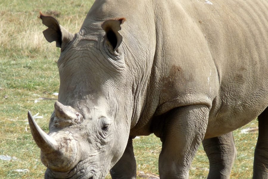 3 Days / 2 Nights Meru Game Park Flying Safari Package from Nairobi