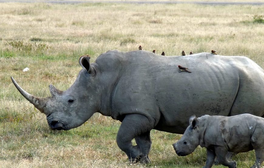 11 Days / 10 Nights Kenya Wildlife & Culture Photography Safari
