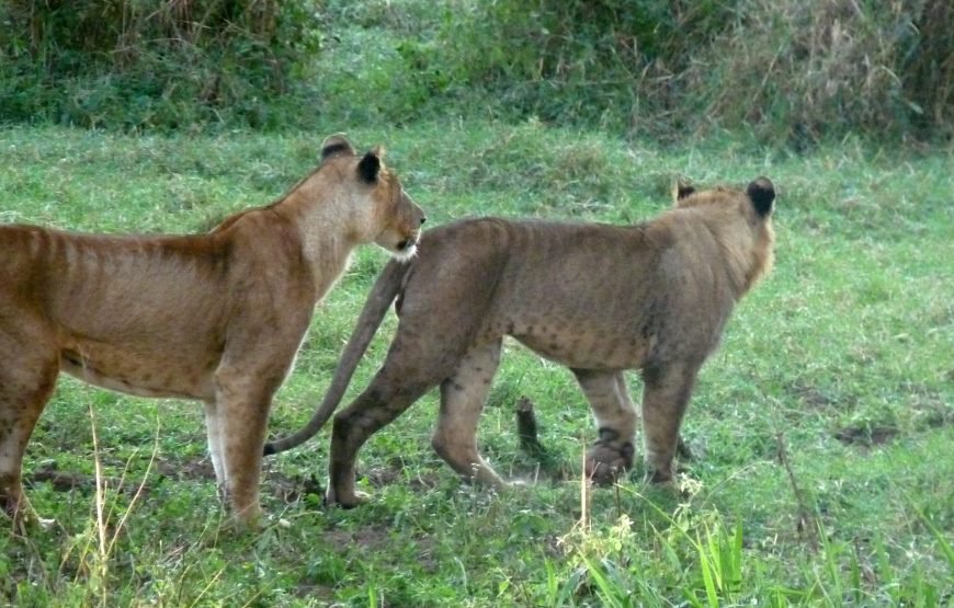 4 Days / 3 Nights Lake Nakuru & Maasai Mara Safari from Nairobi