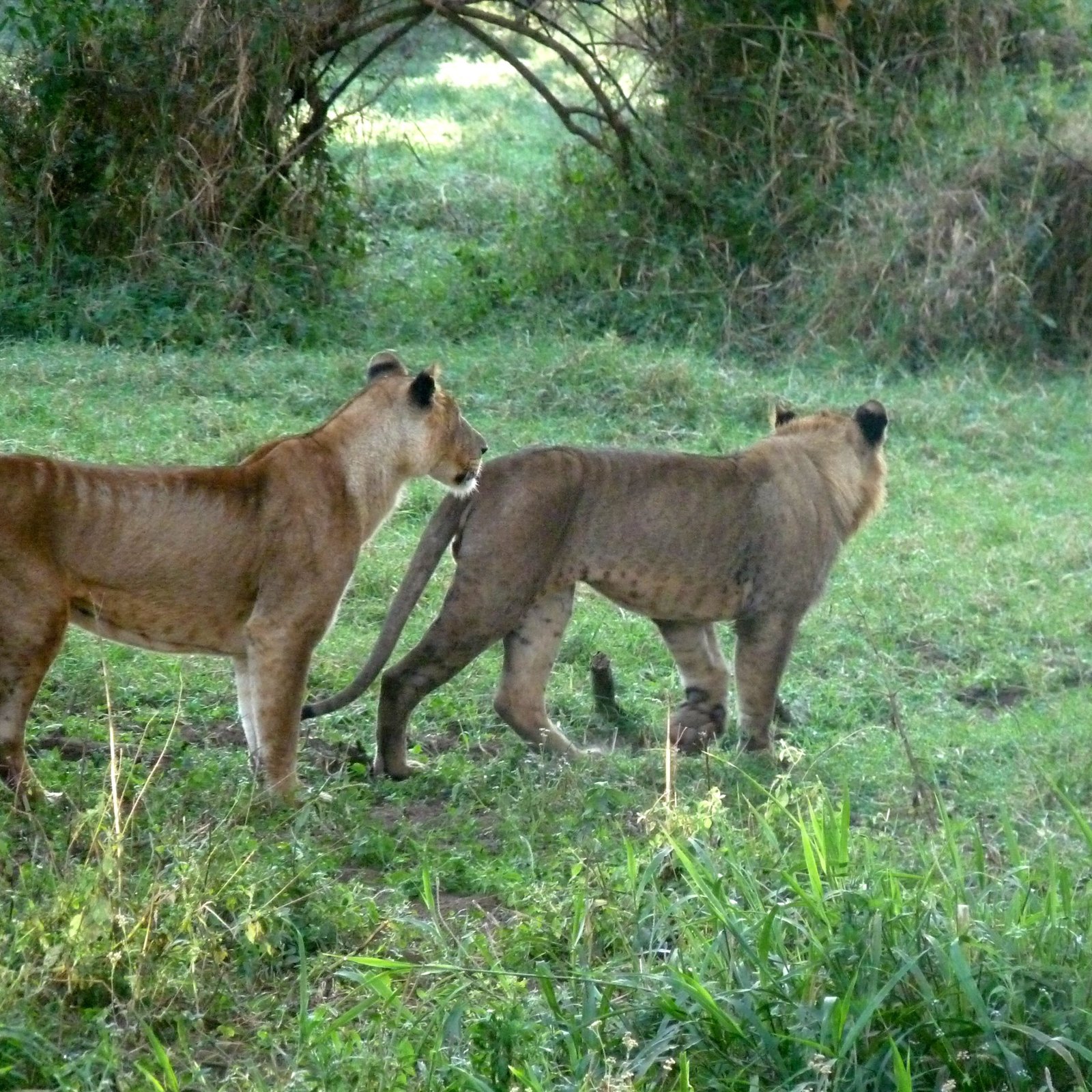 Day 3: Full Day in Amboseli National Park