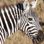 Close-up of zebra's striking black and white stripes in golden Kenyan savanna light