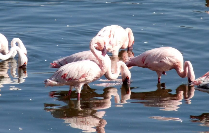 3 Days / 2 Nights Lake Naivasha and Lake Nakuru Safari