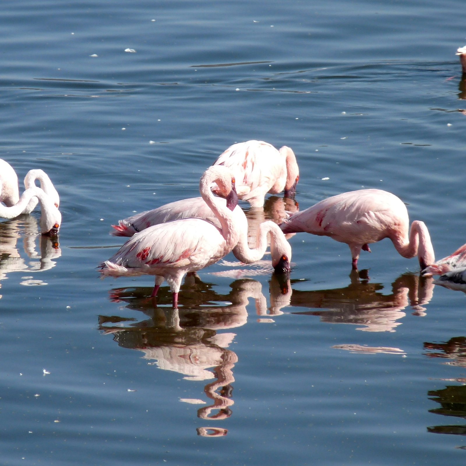 Days 5-6: Lake Nakuru National Park - Flamingo Paradise