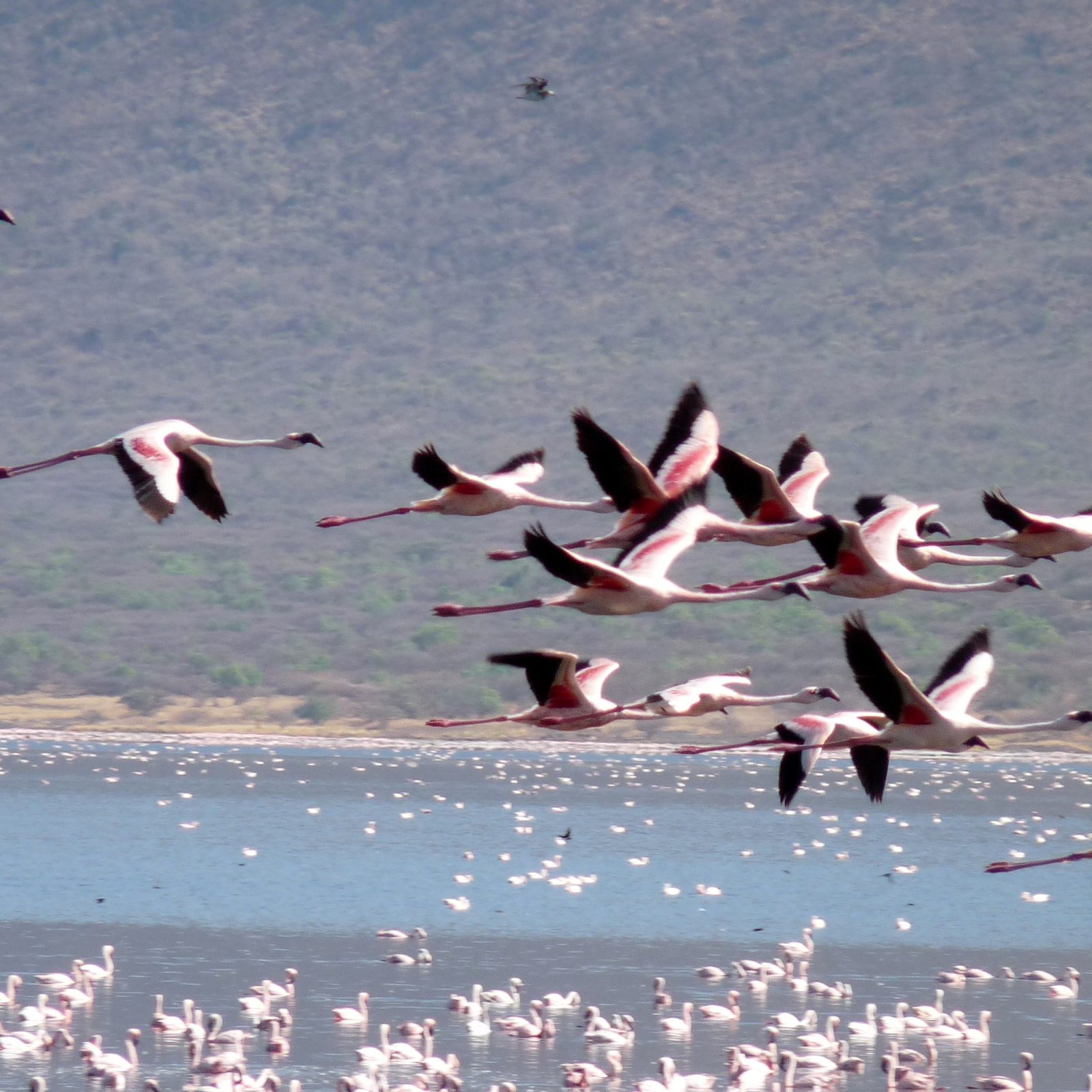 Day 3: Samburu to Lake Nakuru National Park
