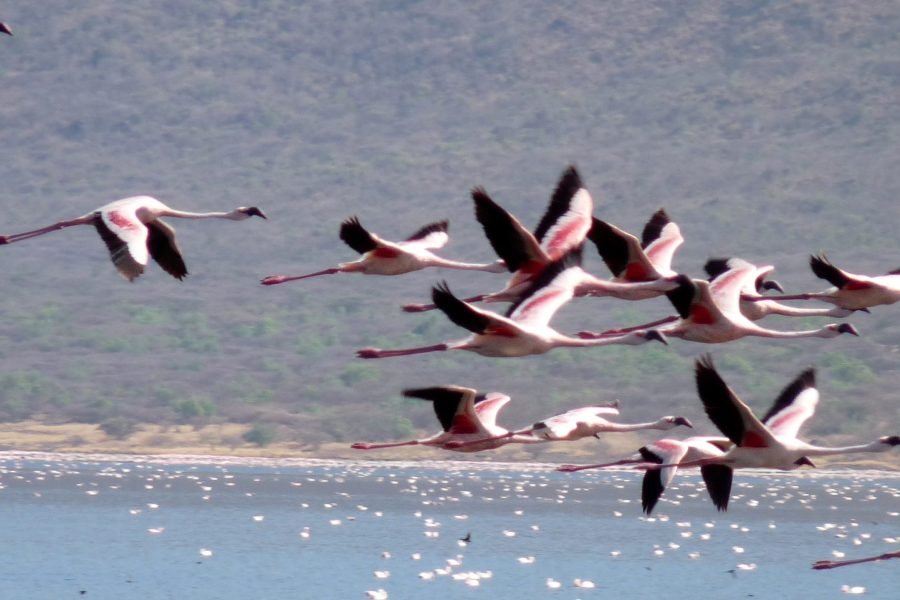 3 Days / 2 Nights Lake Naivasha and Lake Nakuru Safari