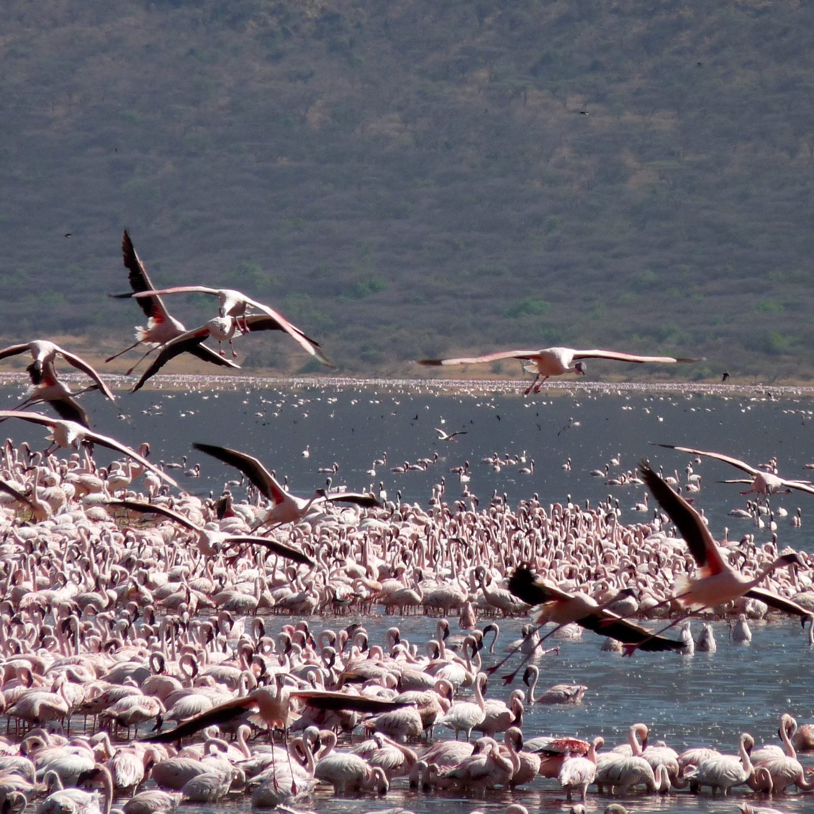 Day 5: Lake Nakuru to Masai Mara Game Reserve