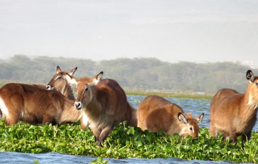 3 Days / 2 Nights Lake Naivasha and Lake Nakuru Safari