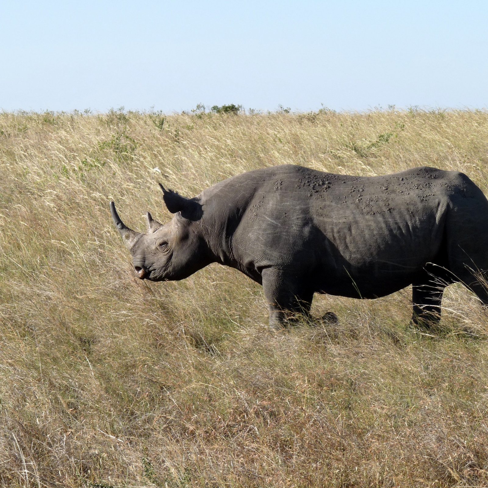 Day 1: Nairobi to Tsavo East National Park