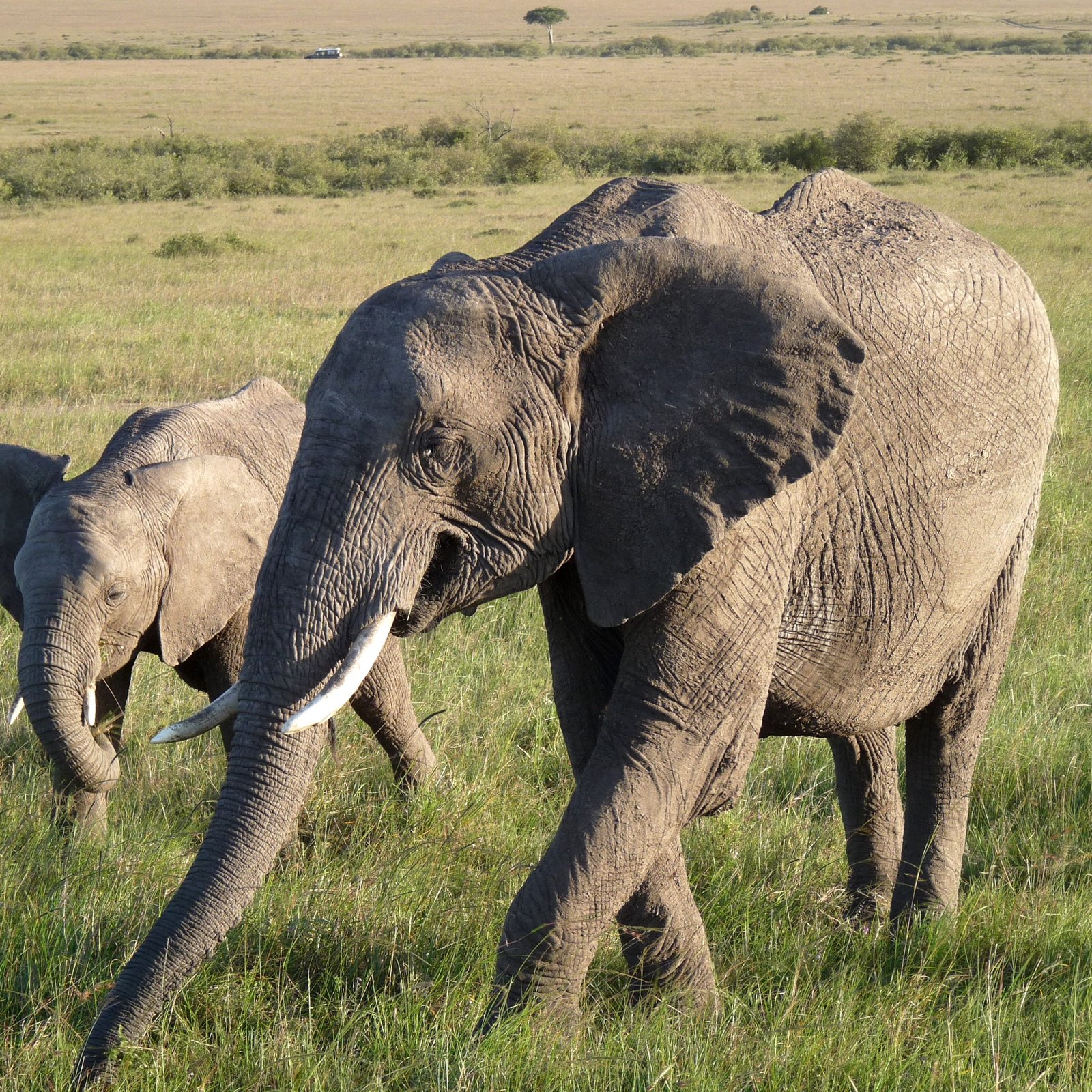 Day 6: Masai Mara Magic - Big Five and Beyond