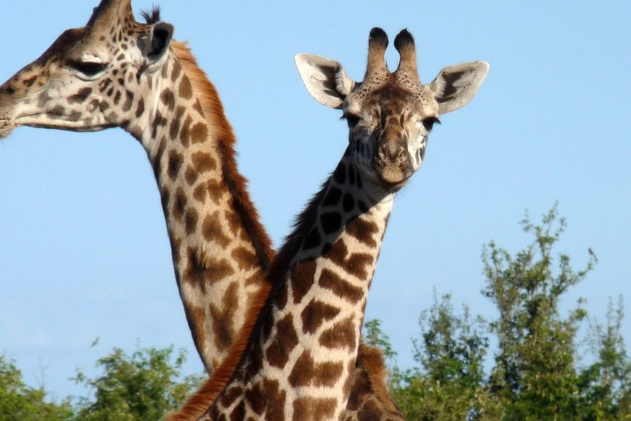 11 Days / 10 Nights Kenya Wildlife & Culture Photography Safari