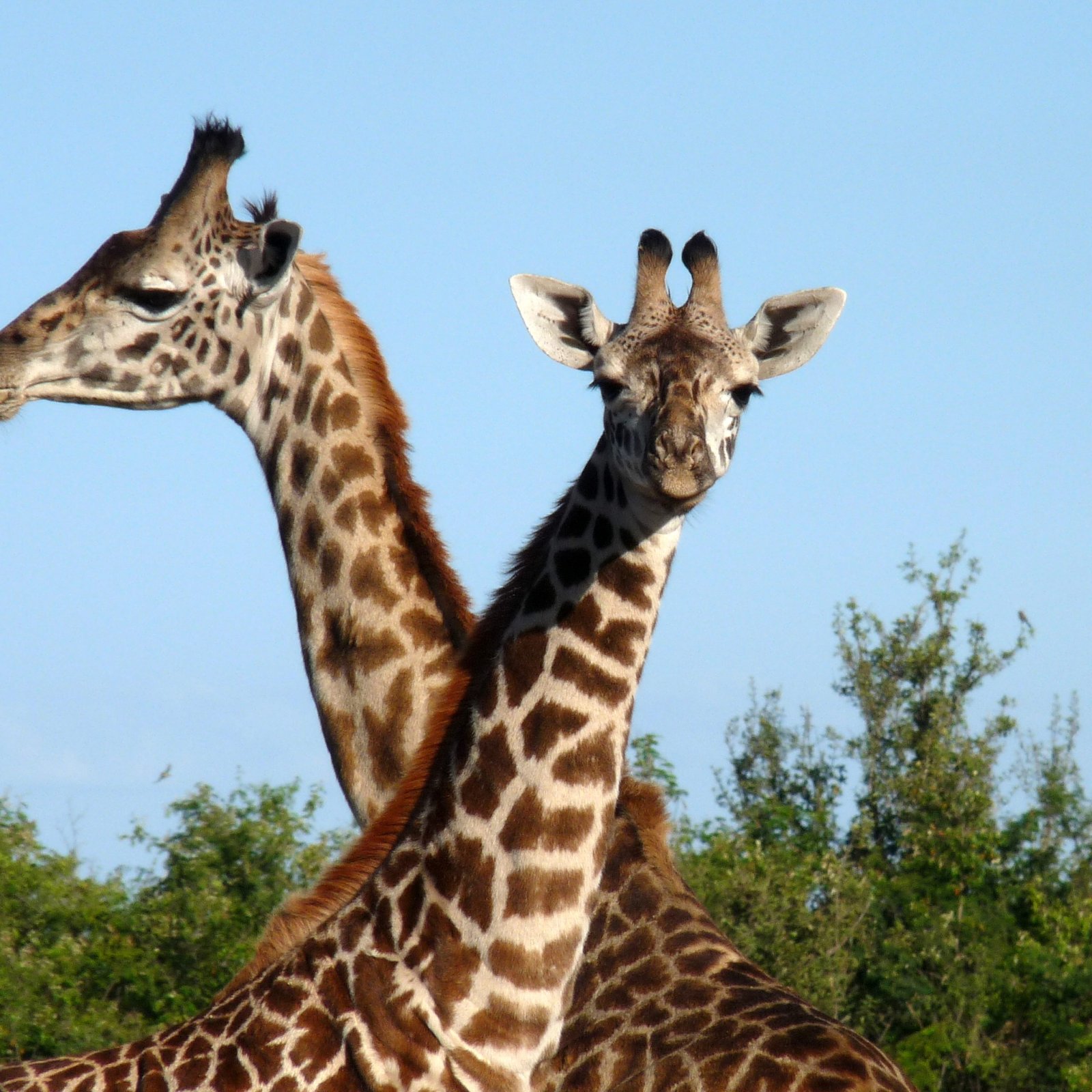 Day 4: Final Maasai Mara Experience and Return to Nairobi