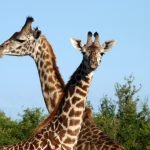 African Safari Photography Safari