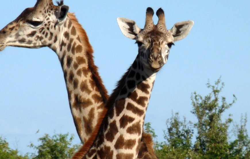 Giraffe Centre Tour in Nairobi – Half Day Tour