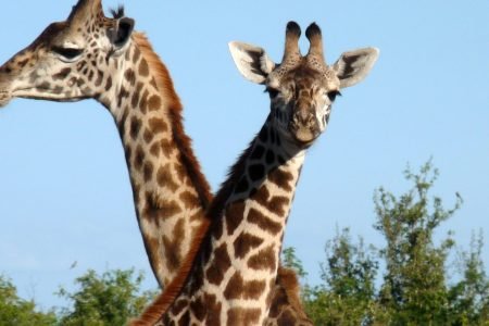 African Safari Photography Safari