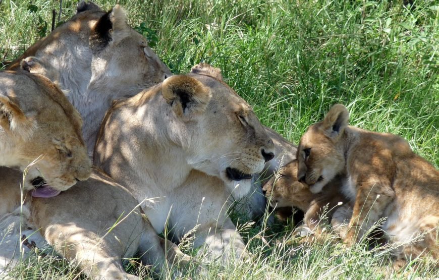8 Days / 7 Nights Wildebeest Migration Safari