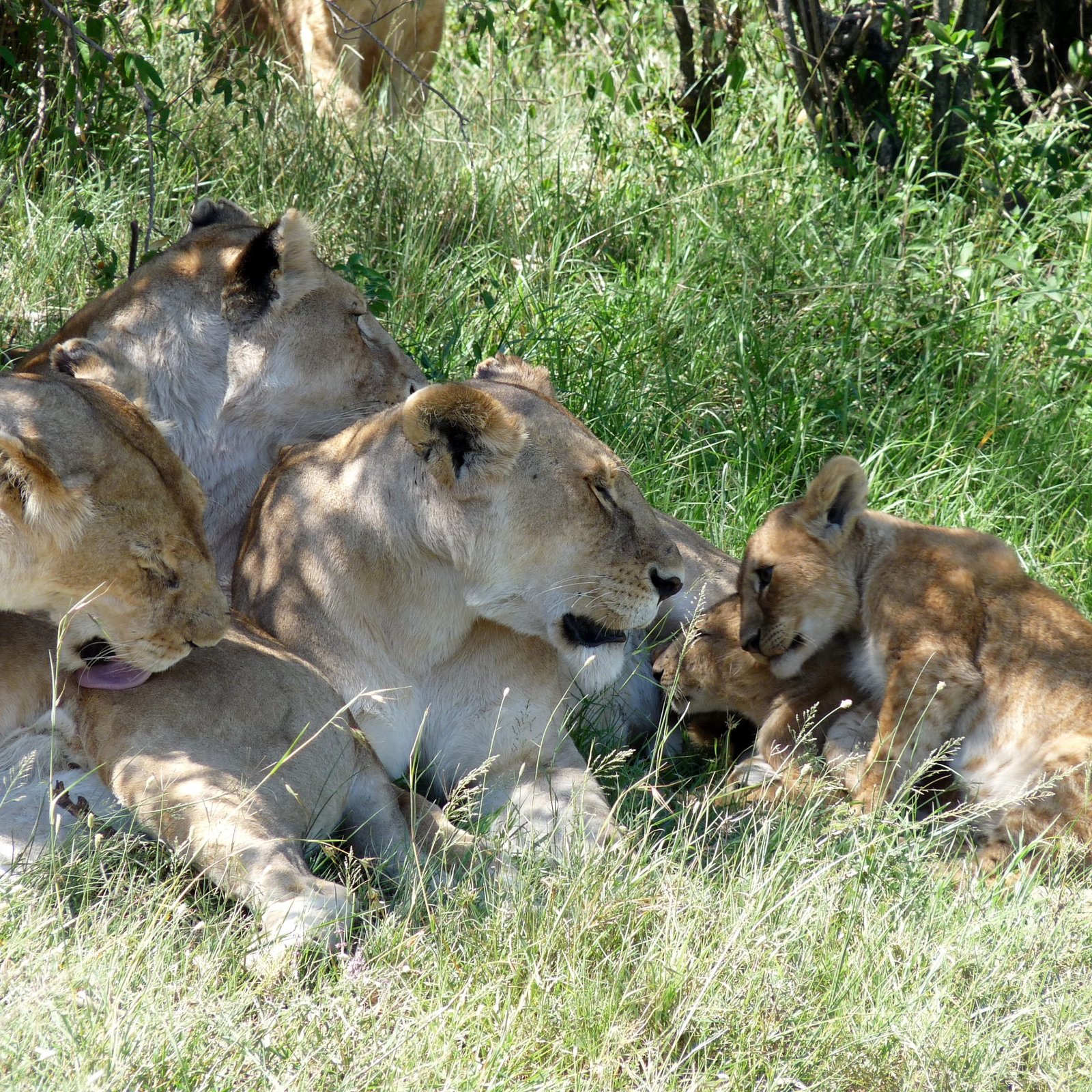 Day 3: Maasai Mara to Nairobi