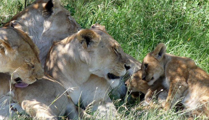 Best Time to visit Maasai Mara