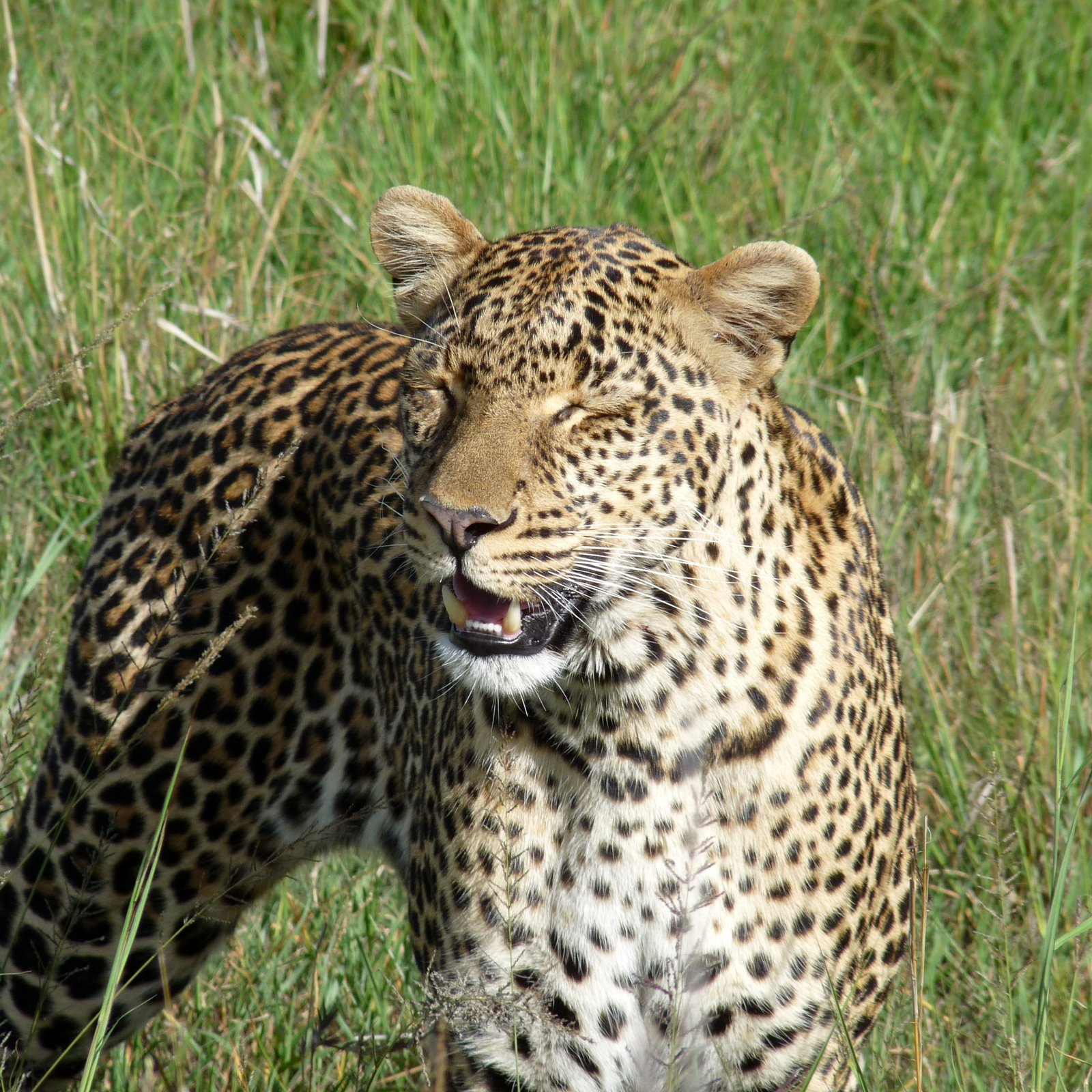 Day 1: Nairobi to Meru National Park