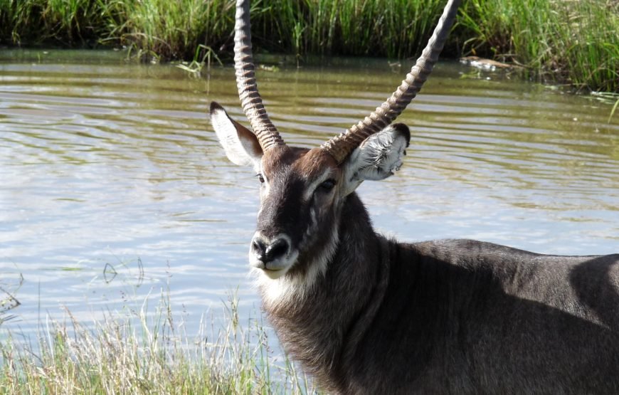 12 Days/ 11 Nights Kenya Wildlife Photography Safari