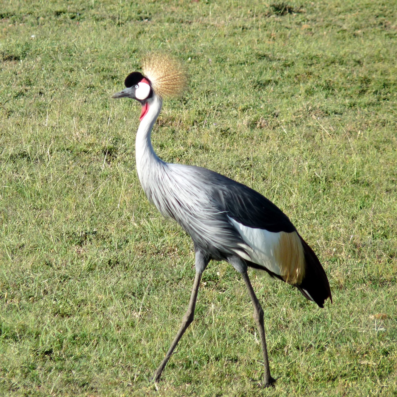 Day 7: Masai Mara to Nairobi