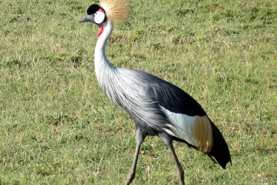 3 Days / 2 Nights Samburu Flying Safari Package from Nairobi