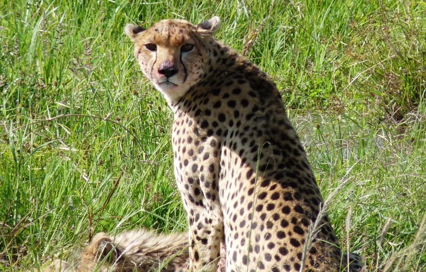 3 Days / 2 Nights Meru Game Park Flying Safari Package from Nairobi