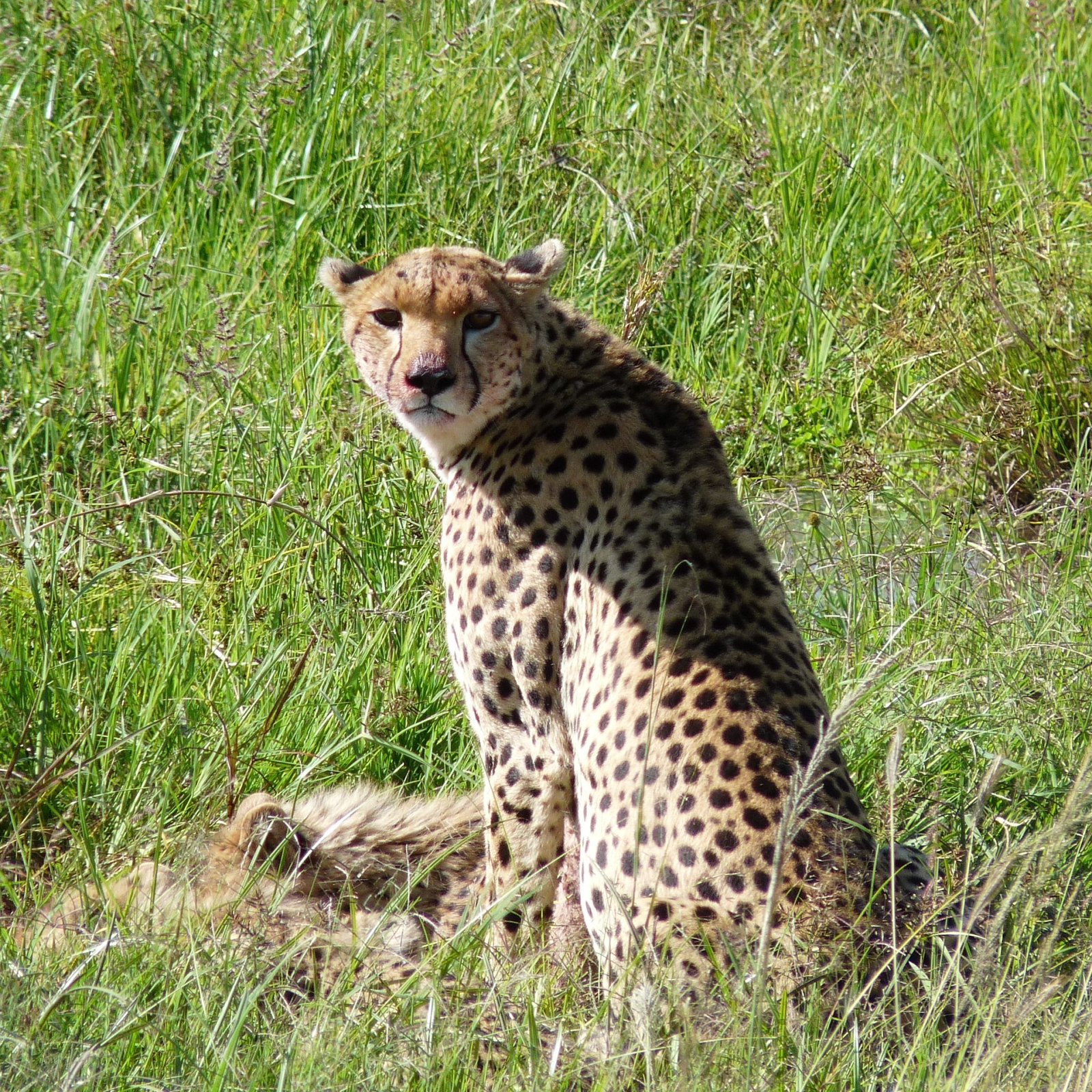 Day 6: Full Day in Masai Mara National Reserve