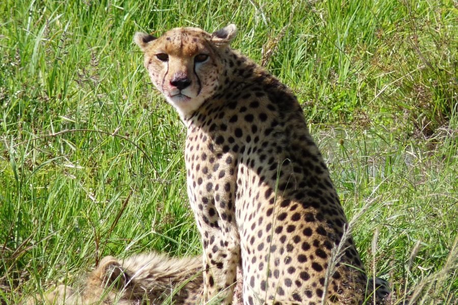 9 DAYS / 8 NIGHTS VETERINARY SUPPORT MISSIONARY SAFARIS