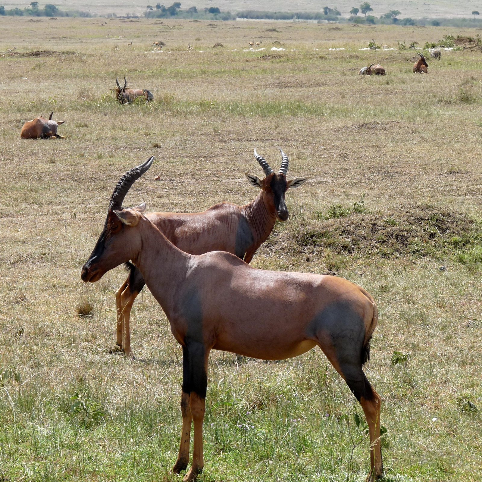 Day 1: Nairobi to Amboseli National Park